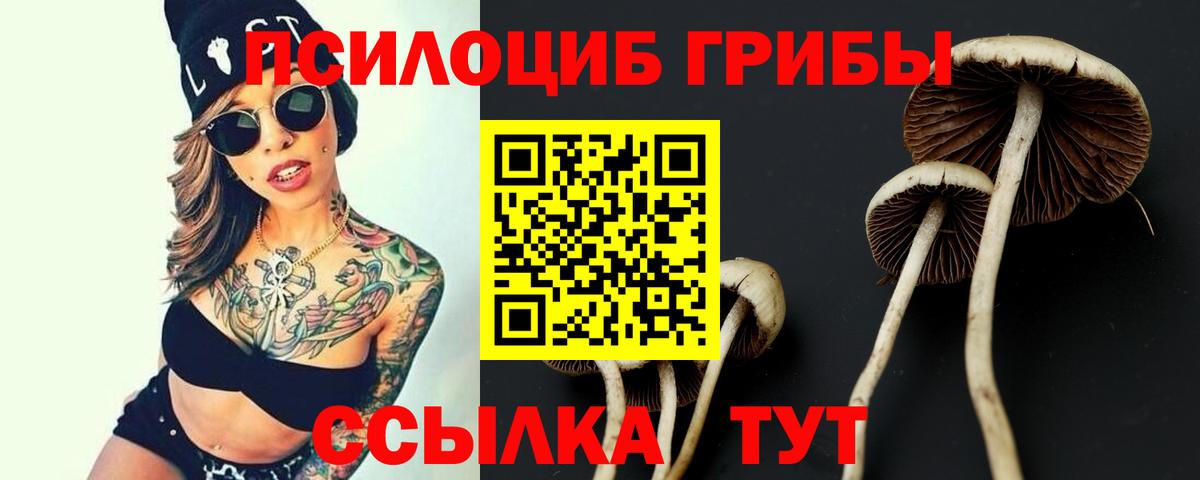 Псилоцибиновые грибы Psilocybe  Псилоцибиновые грибы Psilocybe  Вход с VPN  где продают наркотики  Барнаул 
